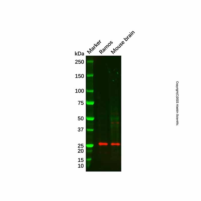 Recombinant Interferon gamma Antibody，重组, ExactAb™, 已验证, 见COA，阿拉丁