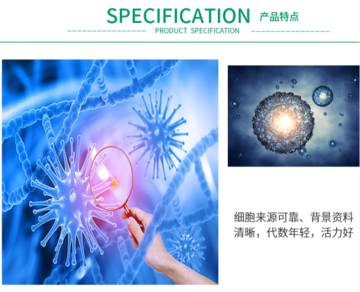 斑马鱼胚胎成纤维细胞污染后如何挽救