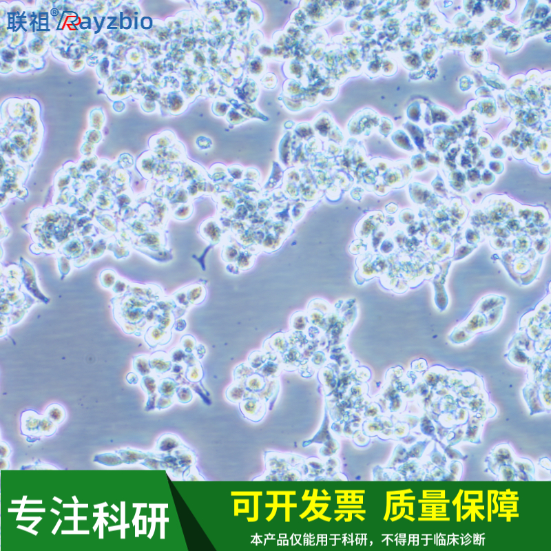 斑马鱼胚胎成纤维细胞污染后会恢复