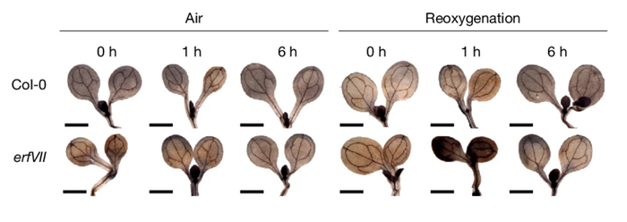 BMG LABTECH多功能酶标仪文献分享, 牛津大学发表在Nature “H2O2 repurposes plant O2 sensing to regulate post-hypoxia responses” 报告