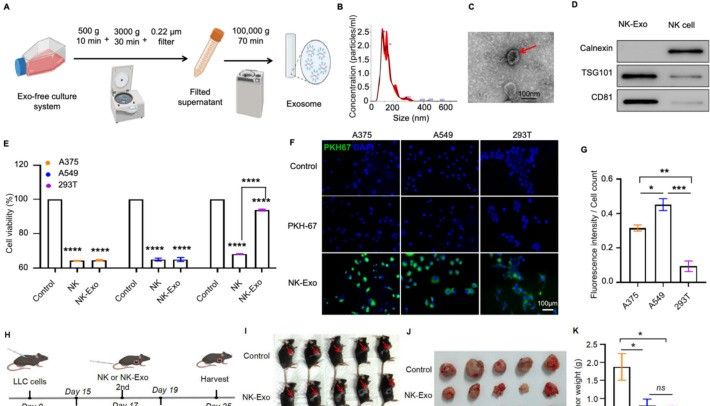 数据库预测不到的 miRNA 靶点！NK 外泌体开辟肿瘤糖基化研究新方向