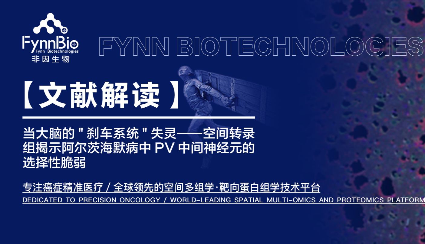 当大脑的"刹车系统"失灵——空间转录组揭示阿尔茨海默病中PV中间神经元的选择性脆弱
