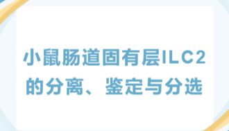 小鼠肠道固有层ILC2的分离、鉴定与分选