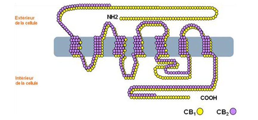 CB1受体：调控疼痛与情绪、食欲的分子开关