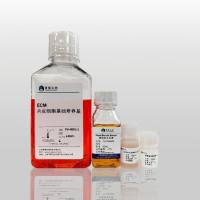内皮专用培养基(ECM)