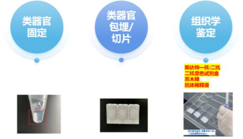 类器官检测抗体如何精准解析三维组织模型？