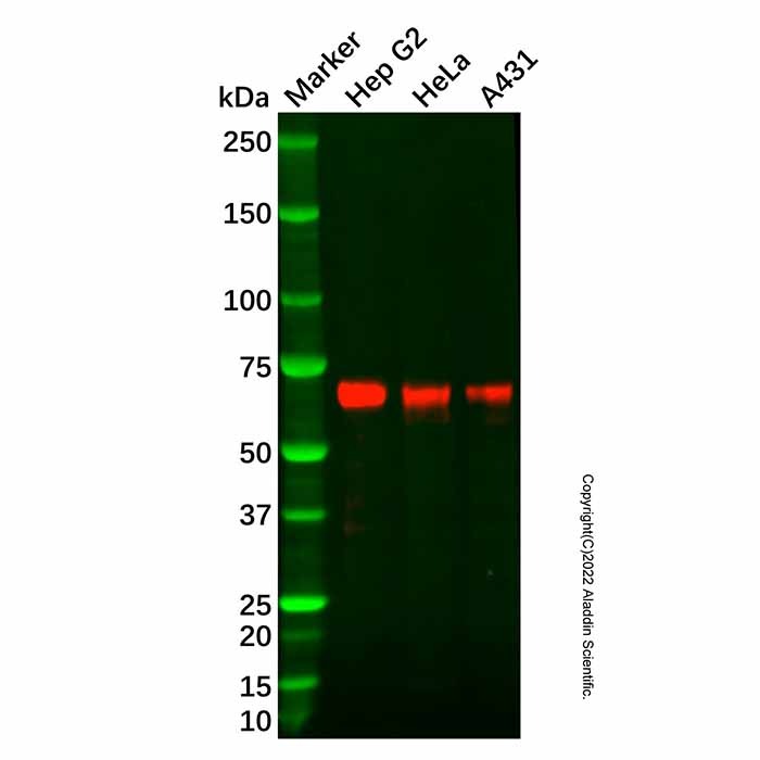 Recombinant SYVN1/HRD1 Antibody，重组, ExactAb™, 已验证, 见COA，阿拉丁