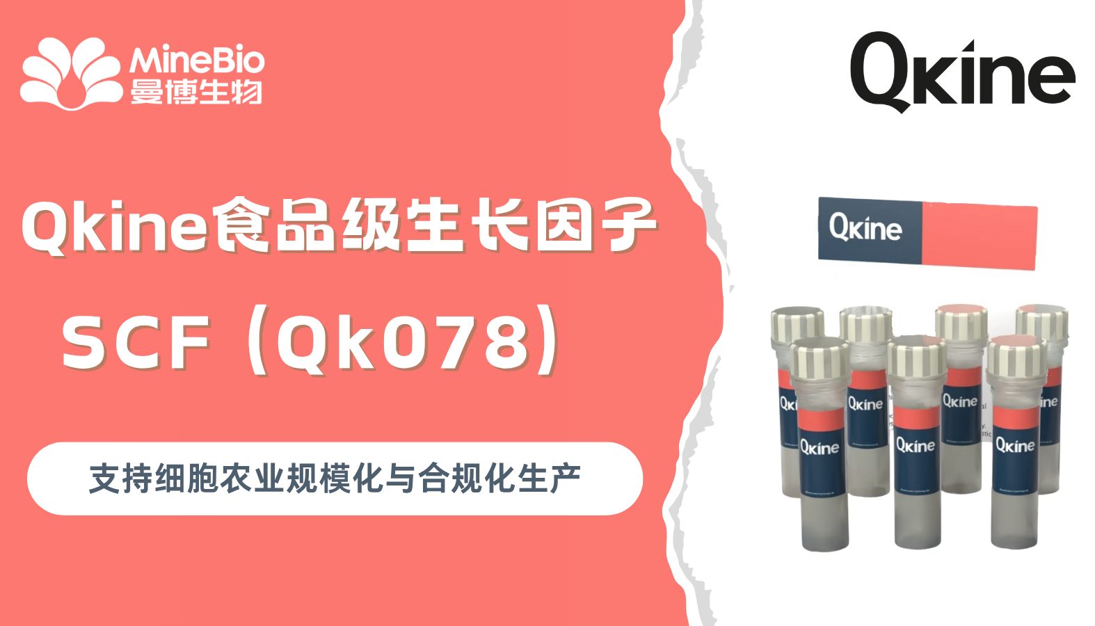 Qkine 食品级生长因子适配细胞农业供应链方案
