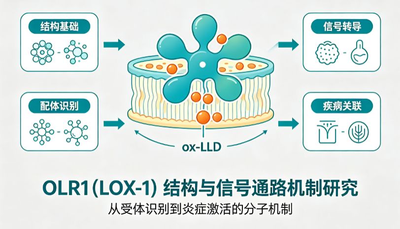 OLR1（LOX-1）配体结合机制、胞内信号调控及蛋白试剂应用解析