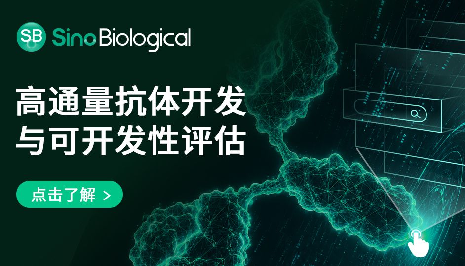高通量抗体生产与可开发性分析助力程序设计抗体发现