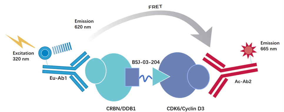 TR-FRET技术打通CDK PROTAC降解剂研发全流程
