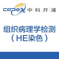 组织病理学检测（HE染色）