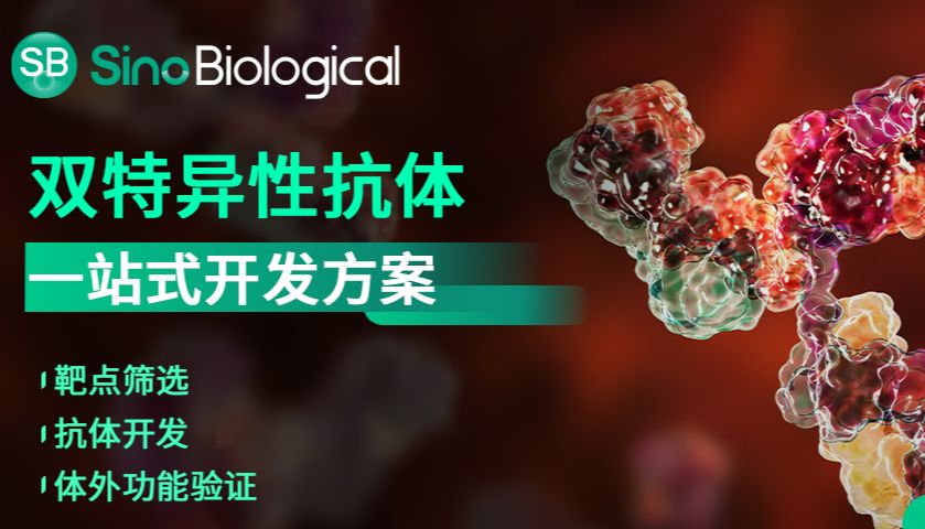 超40种双抗生产经验，从分子设计到功能验证的抗体开发全流程解决方案