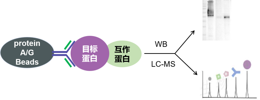 内源Co-IP屡屡翻车？辉骏生物蛋白互作验证高分文献实操解析