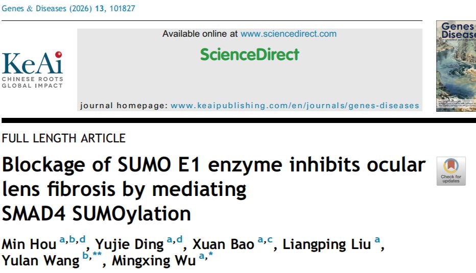 Genes & Diseases | TissueFAXS 全景成像助力解析 SUMO E1 调控晶状体纤维化机制