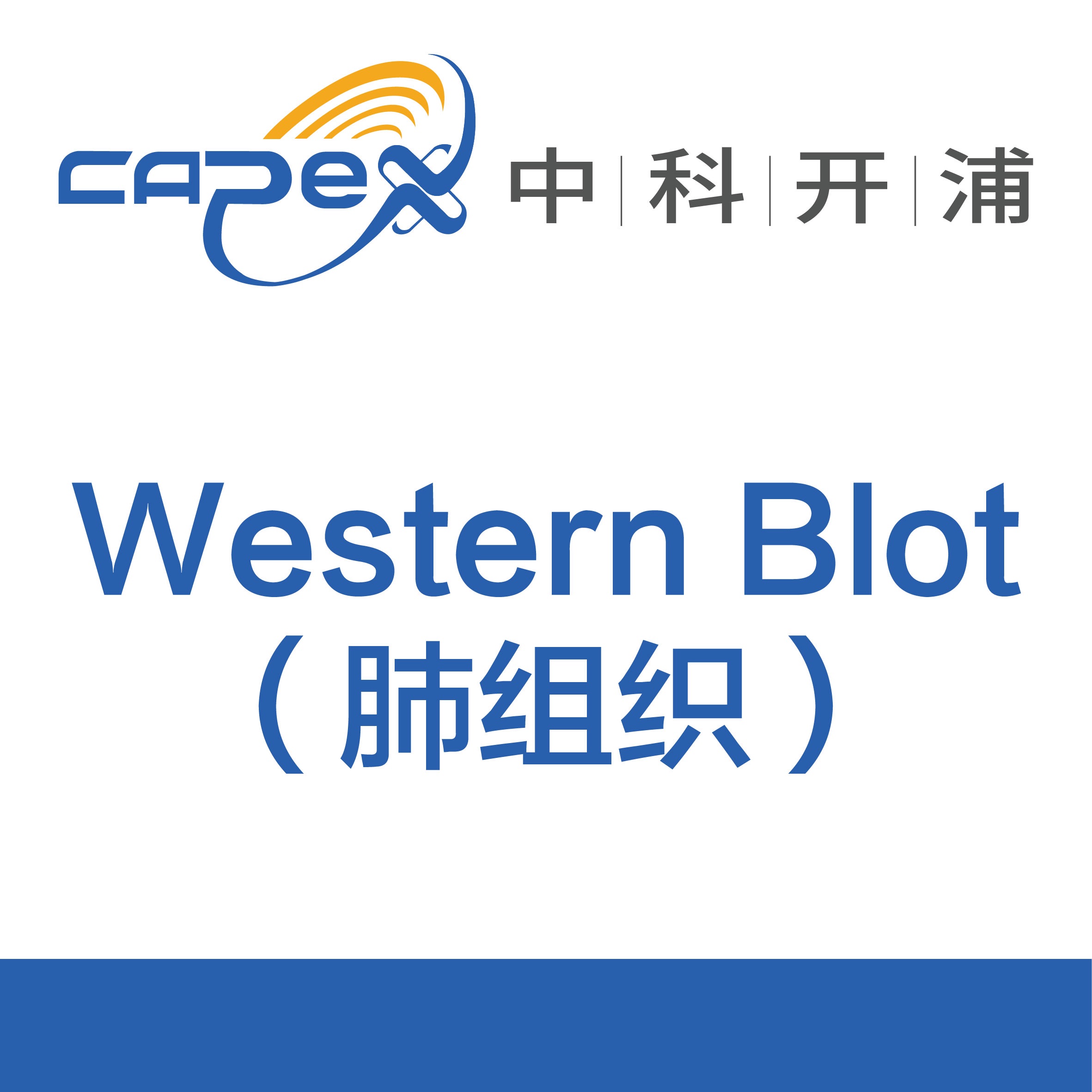 Western Blot(肺组织)产品图