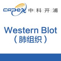 Western Blot(肺组织)