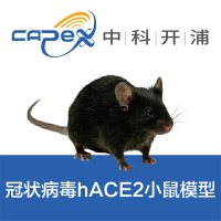 冠状病毒（SARS-CoV-2）hACE2小鼠模型
