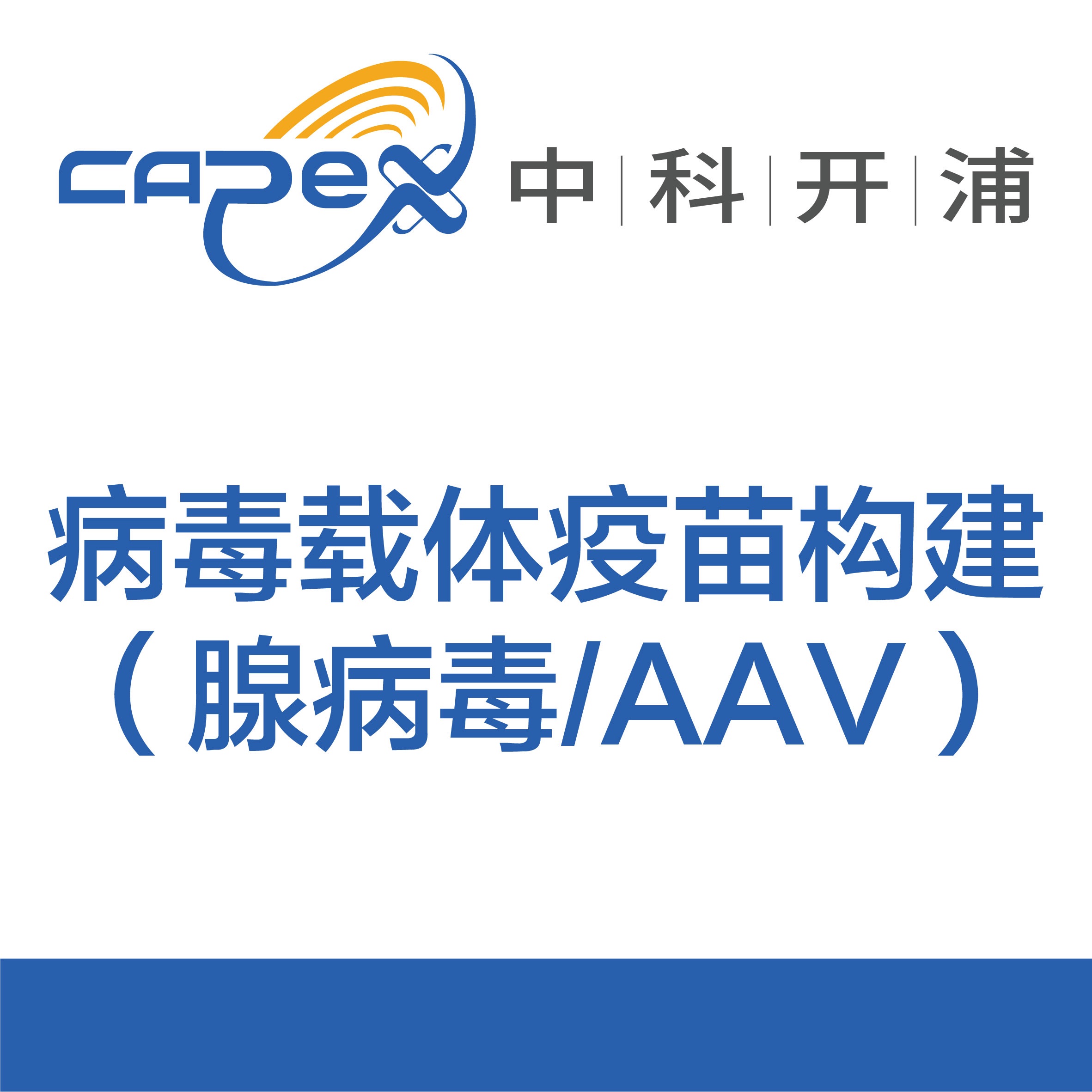 病毒载体疫苗构建(腺病毒/AAV)