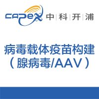 病毒载体疫苗构建(腺病毒/AAV)