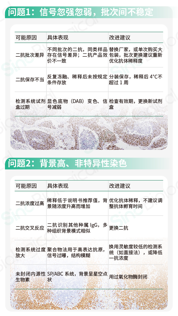免疫组化实验避坑：二抗导致的那些问题