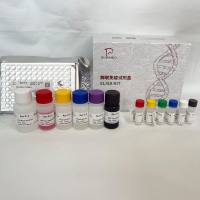 猪(Porcine)核孔蛋白107kda(NUP107)ELISA检测试剂盒