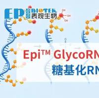 新品上市 | 糖基化RNA富集试剂盒:Epi™ GlycoRNA Enrichment Kit