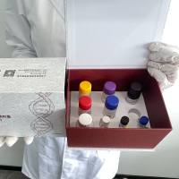 猪(Porcine)肺表面活性物质相关蛋白C(SPC)ELISA检测试剂盒