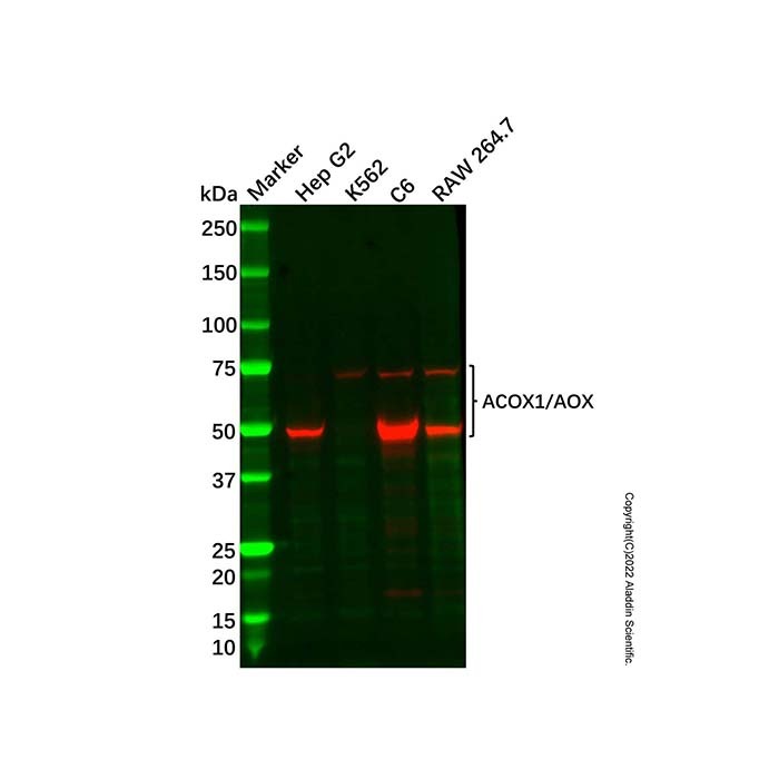 Recombinant ACOX1/AOX Antibody,ExactAb™, Validated, 重组, 0.5 mg/mL,阿拉丁
