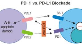 PD-1功能抗体不同克隆号怎么选？ ——RMP1-14 vs 29F.1A12 及 D265A版本的选择指南