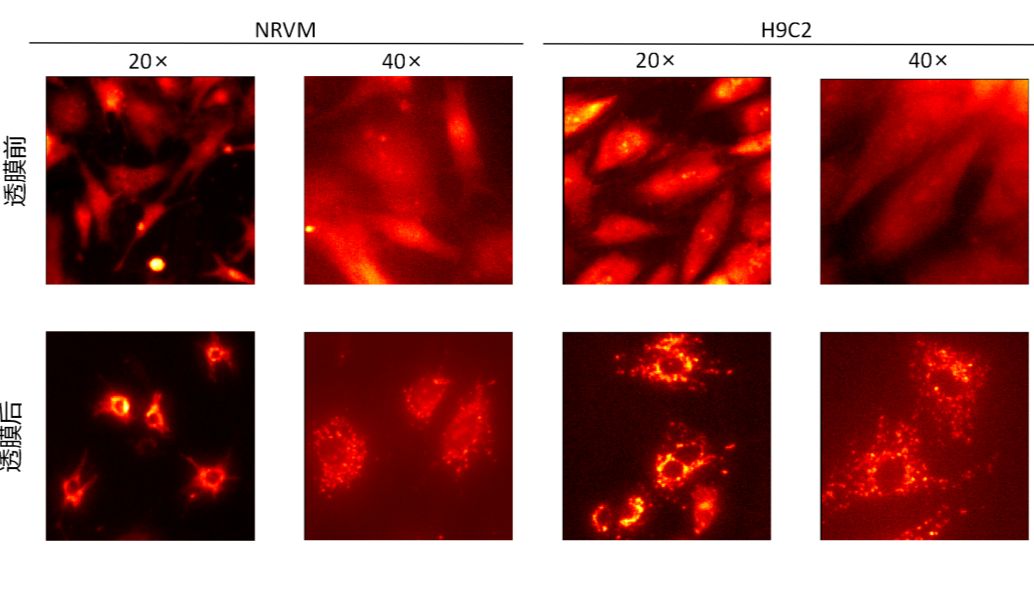 乳鼠心室肌细胞（NRVM）及H9c2细胞线粒体钙信号标测Protocol