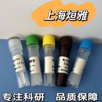 红薯源性成分g3pdh基因核酸检测试剂盒(荧光PCR法)