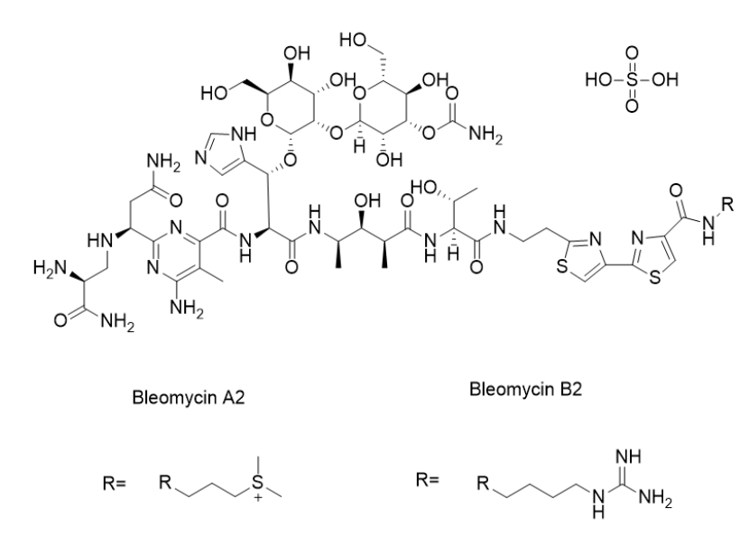 热门分子 | Bleomycin Sulfate —— 切割DNA的剪刀