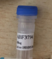KI67 antibody