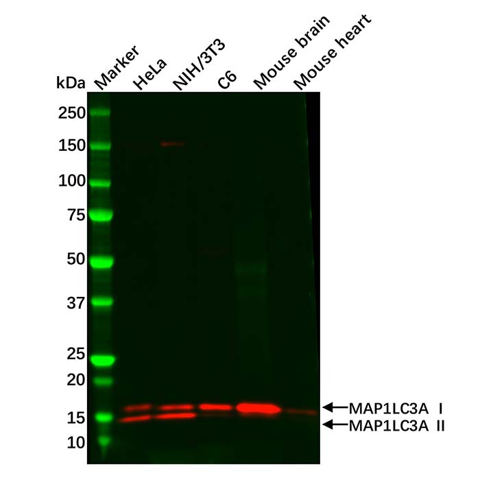 Recombinant MAP1LC3A Antibody,ExactAb™, Validated, 重组, 0.3 mg/mL,阿拉丁产品图