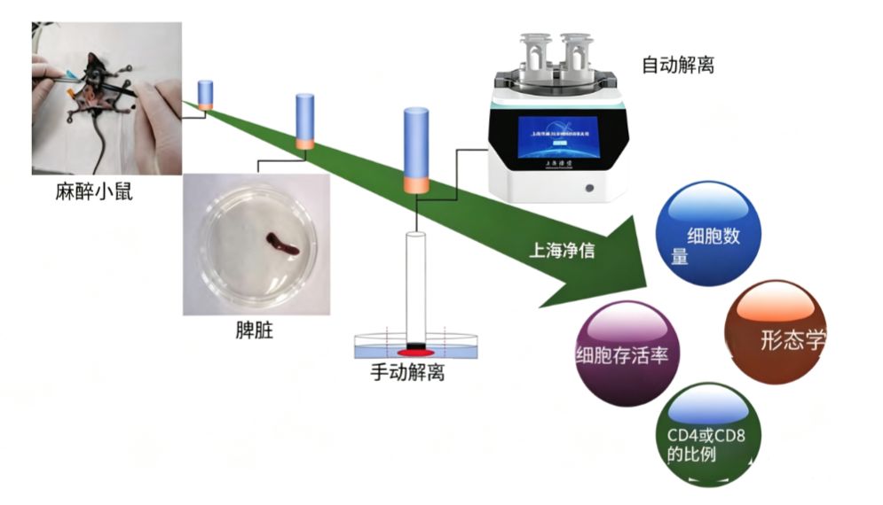 从组织到单细胞：JX-DLDXB系列单细胞悬液制备仪的标准化制备方案