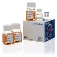 Gibco™(货号:A29129)ExpiFectamine™ CHO 转染试剂盒