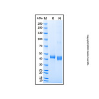 Recombinant Human WIF-1 Protein，无动物源,无载体,生物