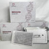 猪(Porcine)苯bing酸诺龙/苯bing酸去甲睾酮(NP)ELISA检测试剂盒