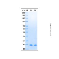 Recombinant Human SUMO2 Protein，无载体,His标签,≥95