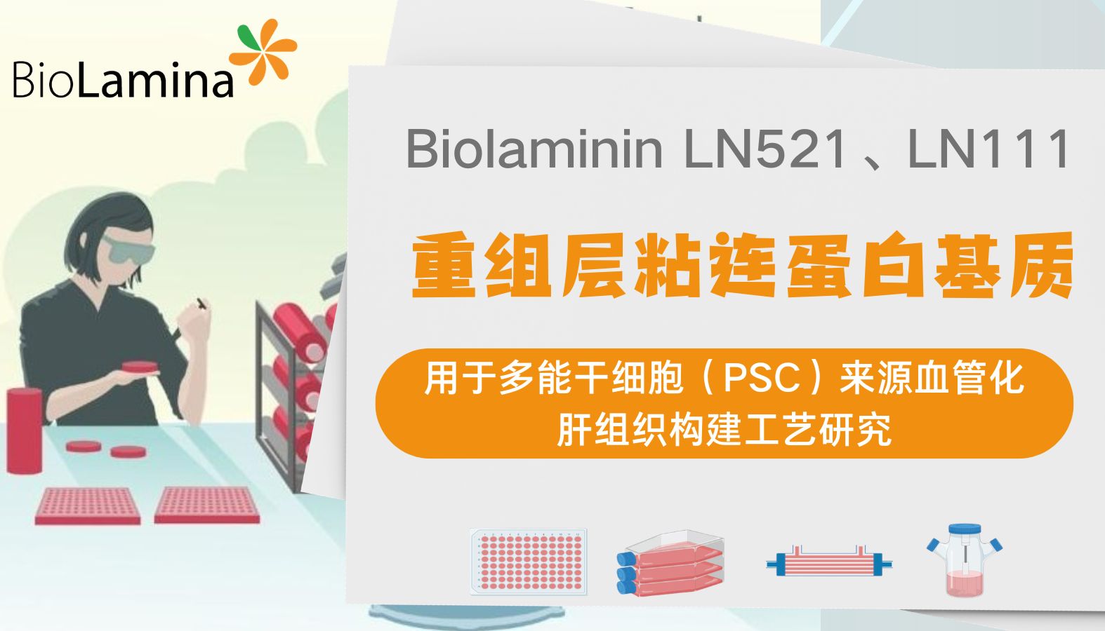 重组层粘连蛋白基质用于多能干细胞（PSC）来源血管化肝组织构建工艺研究