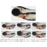 斑马鱼贫血模型