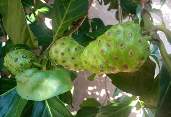 BMG LABTECH多功能酶标仪文献分享, 香港大学联合广州科研团队发表 “Noni (Morinda citrifolia L.) Fermented Juice Inhibits Tumor Progression of Breast Cancer Angiogenesis Through Suppressing NF-κB Signaling”报告