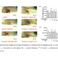斑马鱼血栓模型1