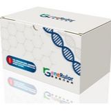 Uracil-DNA Glycosylase (UDG)产品图