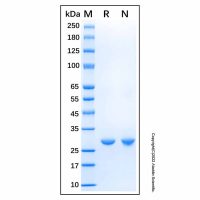 Recombinant Human Glyoxalase II Protein，无载体,生物
