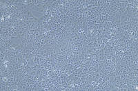 AML12 |AML12细胞|AML-12|AML-12细胞|AML-12小鼠肝细胞/种属鉴定/镜像绮点（Cellverse）