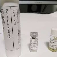 小鼠胰腺腺泡癌细胞266-6
