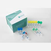 HEK293残留DNA片段分析检测试剂盒（PCR-荧光探针法）