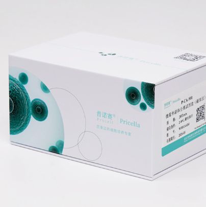 人胚胎干细胞来源神经元细胞(H9)
